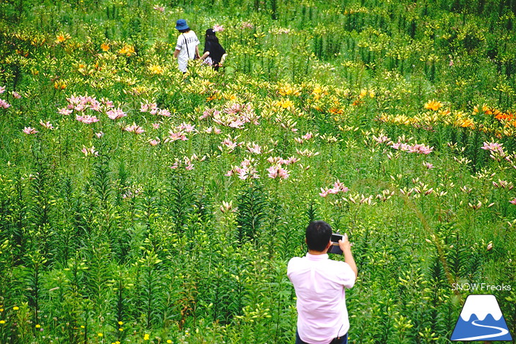 北海道最大級、213万輪のゆりの花！『オーンズ春香山ゆり園』